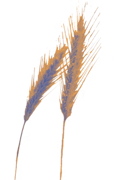 Wheat