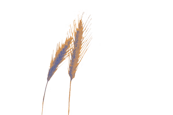 Wheat
